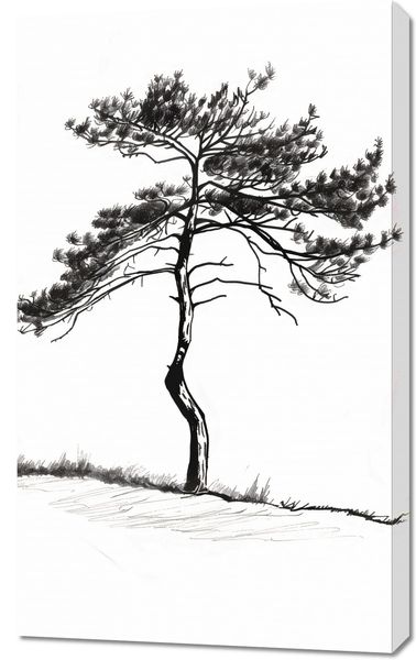 Obraz 60x100cm Samotna Sosna zdjęcie 1