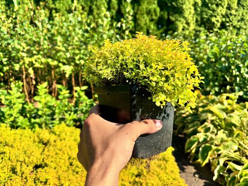 Tawuła japońska 'Sundrop' Miniaturka (Spiraea japonica) Poj. 2.0L na Arena.pl