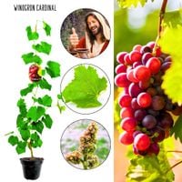 Winogron Cardinal winogrona deserowe KRZEW 60-90 cm