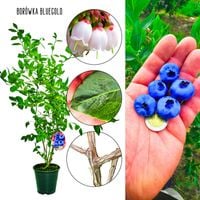 Borówka Bluegold plenna doskonały smak KRZEW 60-90 cm