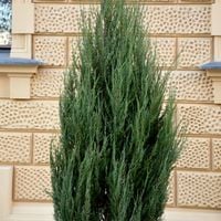 Jałowiec skalny BLUE ARROW Wąska niebieska kolumna Na żywopłot Sadzonki P9