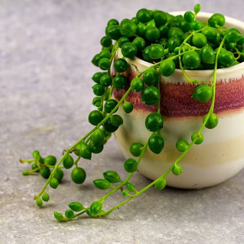 SENECIO rowleyanus STARZEC ROWLEYA D6cm ZIELONE KORALIKI NA SZNURECZKU na Arena.pl