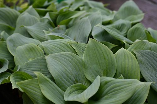 Funkia Fragrant Blue - Hosta hybrid na Arena.pl