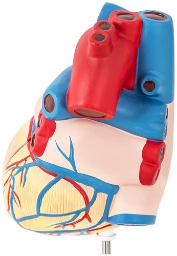 Serce - model anatomiczny Physa PHY-HM-2 na Arena.pl