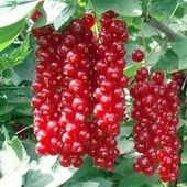 PORZECZKA CZERWONA BOMBA WITAMINOWA