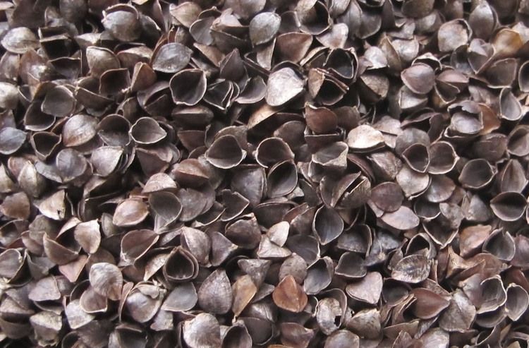 ND33_SILLO-01411 MATERAC GRYKA-PIANKA-KOKOS LUXE 120×60 (11CM) ALOE VERA zdjęcie 6