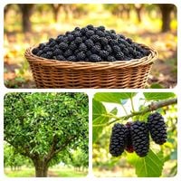 MORWA CZARNA WITAMINA ŻYCIA DUŻA SADZONKA 130 / 150 cm