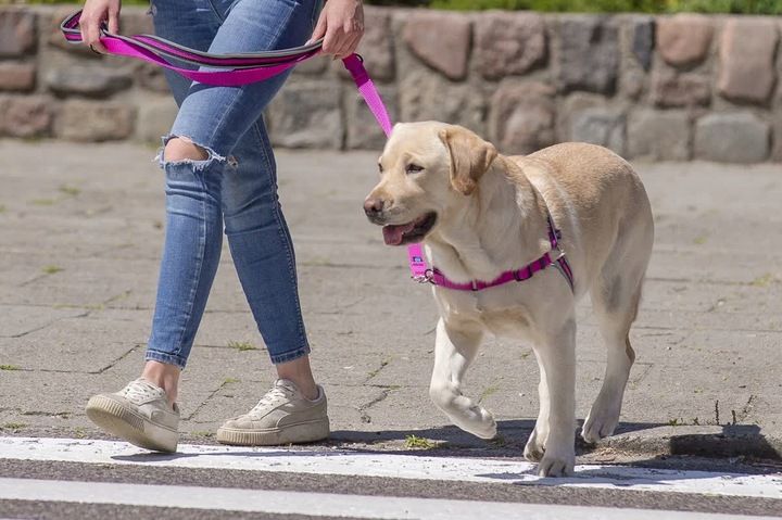 Szelki treningowe dla psa typu easy walk, ODBLASKI zdjęcie 11