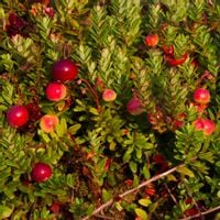 Żurawina wielkoowocowa EARLY BLACK Wczesna odmiana Bardzo plenna Sadzonki