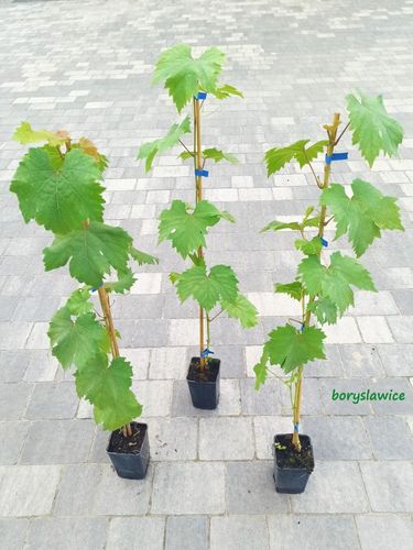 Winorośl 'TP-25' (Vitis) w P11, wysokość 50-70 cm na Arena.pl