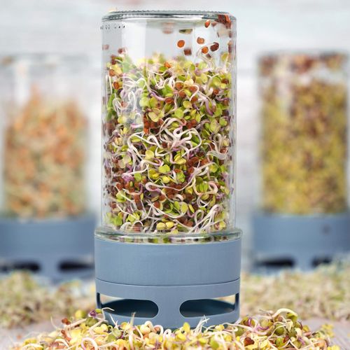 Kiełkownica słoikowa na Arena.pl