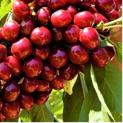 Czereśnia LAPINS owocuje każdego roku SAMOPYLNA na Arena.pl