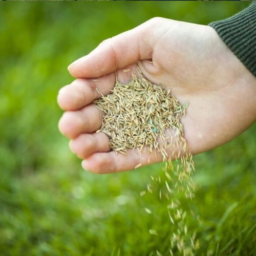 Trawa UNIWERSALNA nasiona trawy SAMOZAGĘSZCZAJĄCA odporna na DEPTANIE 25kg na Arena.pl