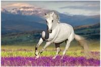 FOTOTAPETA zwierzęta KONIE duży wybór konie natura