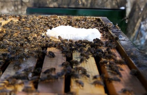 Pokarm dla pszczół ciasto APIFONDA świeży FONDANT 2,5 x 5 SUDZUCKER na Arena.pl