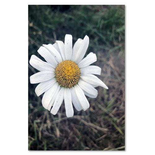 Obraz na płótnie – Canvas, Rumianek 80x120 na Arena.pl