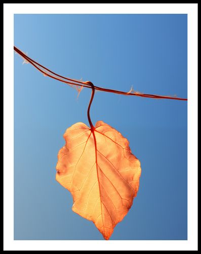 Plakat 50x65cm Ostatni Liść na Arena.pl