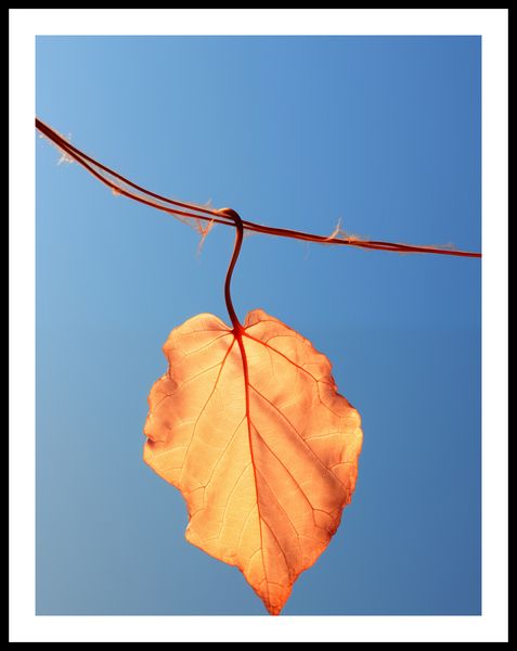 Plakat 50x65cm Ostatni Liść zdjęcie 3