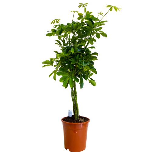 SZEFLERA NORA 90 cm na Arena.pl