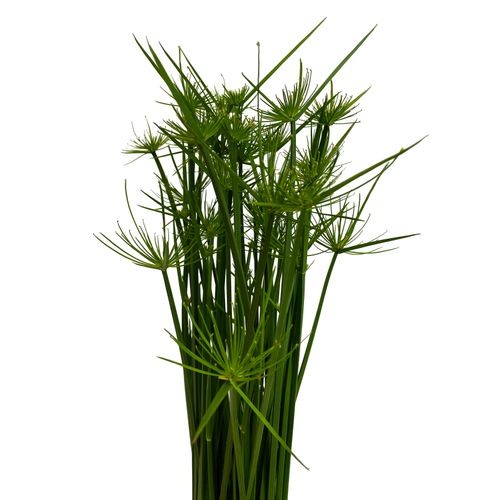 CIBORA (Cyperus haspan) Papirus 50cm na Arena.pl