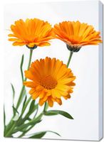 Obraz 70x100cm Słoneczne Kalendule