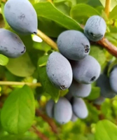 Jagoda Kamczacka TOMI Intensywny Kolor Sadzonka w Doniczce