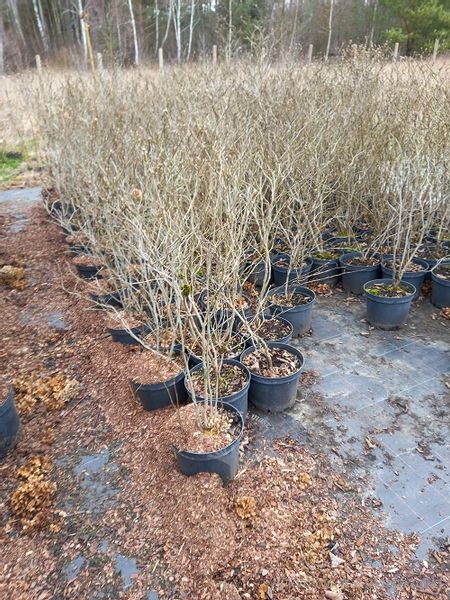 Fotergilla olszolistna Suzanne miododajna unikalna zdjęcie 4