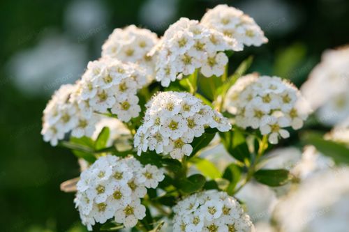 Tawuła nippońska 'Halward's Silver' (Spiraea nipponica') Doniczka 2.0L na Arena.pl