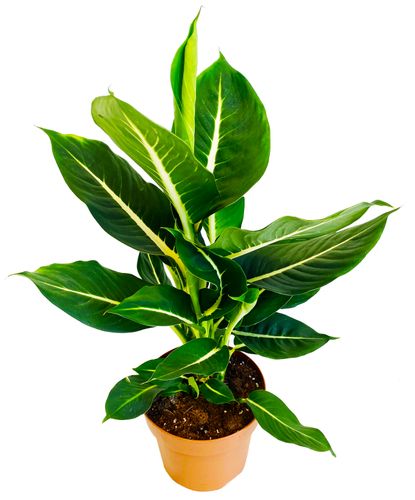 Dieffenbachia Green Magic 50cm na Arena.pl