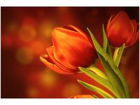 100 70CM OBRAZ PŁÓTNO CZERWONE TULIPANY PŁÓTNO RAMA