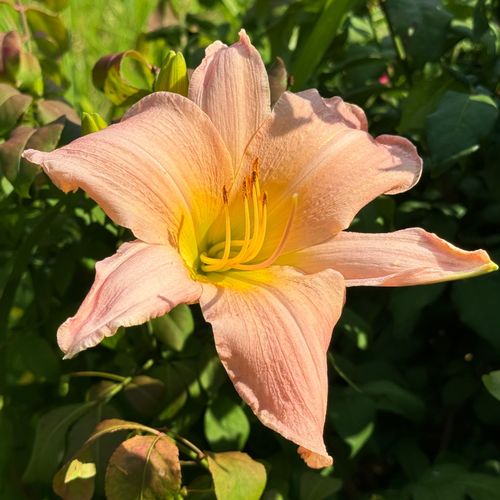 Liliowiec 'Winsome Lady' Jasnoróżowy Delikatny (Hemerocallis) Doniczka 2.0L na Arena.pl