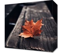 Obraz 30x30cm Pojedynczy Liść