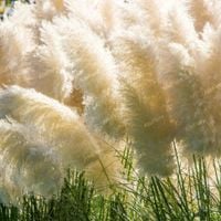 Trawa pampasowa biała, pióropusz Duża sadzonka W DONICZCE 2.0L (Cortaderia)