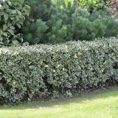 OSTROKRZEW ARGENTEA MARGINATA PAKIET 5 sztuk
