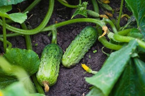 Linia kroplująca Z KOMPENSACJĄ nawadnianie kropelkowe 50m+56el. mocny wąż na Arena.pl