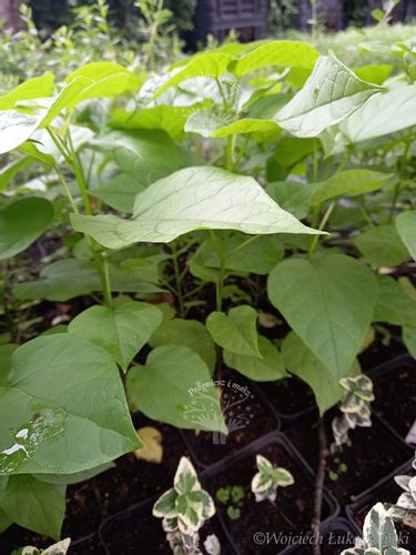 Katalpa zwyczajna surmia bignoniowa sadzonka na Arena.pl