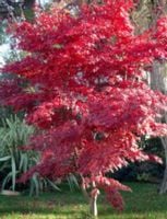 KLON PALMOWY Acer palmatum - NASIONA 700 sztuk - 10g.