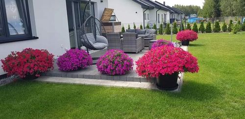 SUPERTUNIA VISTA BUBBLEGUM 6 SZTUK na Arena.pl