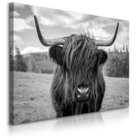 Obraz Do Sypialni Krowa Szkocka Na Tle Traw Czarno-Biały 70cm x 50cm