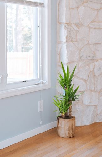 JUKA JUKKA (JUCA YUCCA) 80cm na Arena.pl