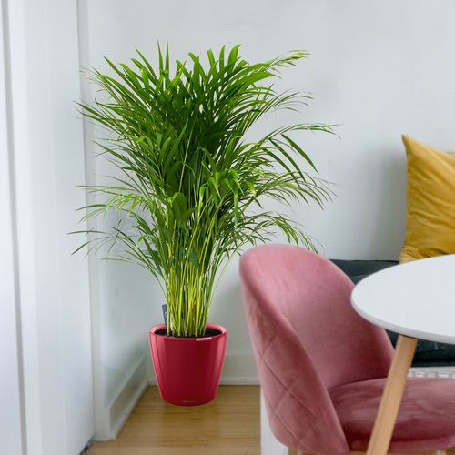 PALMA AREKA (ARECA) 140 cm na Arena.pl