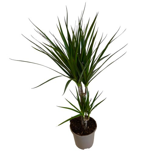 DRACENA MARGINATA 80 cm na Arena.pl