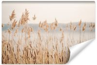 Fototapeta Do Salonu TRZCINA Natura Trawa Natura Rośliny 270cm x 180cm