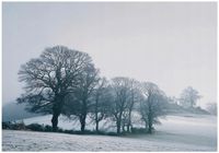 Fototapeta Na Flizelinie Do Sypialni Salonu Drzewa 400x280