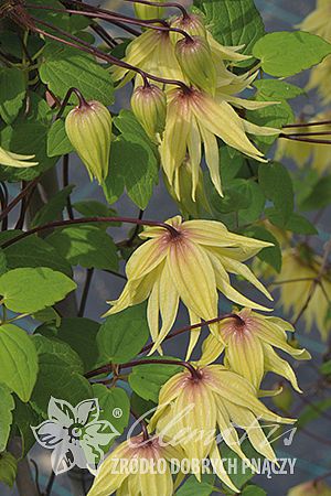 Powojnik Clematis Golden Dream ® na Arena.pl