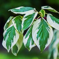 Dereń biały 'Elegantissima' Białe Liście Duża Sadzonka (Cornus alba) 5.0L