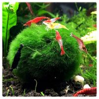 Cladophora GAŁĘZATKA KULISTA 2-4cm PAKIET 10szt