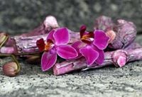 FOTOTAPETA KWIATY NATURA STORCZYKI GAŁĘZIE