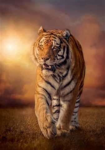1500 Elementów High Quality Tiger na Arena.pl