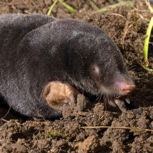 bros - karbid granulowany 1kg na Arena.pl